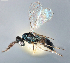  ( - DBM 07)  @11 [ ] CreativeCommons - Attribution Share-Alike (2025) Unspecified Florida State Collection of Arthropods