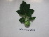  (Solanum candidum - PP1105)  @11 [ ] CreativeCommons  Attribution Non-Commercial Share-Alike (2017) Dr. Pramod Sairkar Madhya Pradesh Council of Science and Technology