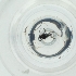  ( - PBRI_005_B7)  @11 [ ] by  Genome Research Ltd as Wellcome Sanger Institute Genome Research Limited operating as Wellcome Sanger Institute