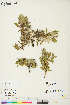  (Salix barrattiana - KL010)  @11 [ ] Copyright (2018) Unspecified Canadian Museum of Nature