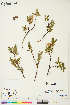  (Salix cf. planifolia - UK052)  @11 [ ] Copyright (2018) Unspecified Canadian Museum of Nature