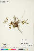  (Potentilla multifida - WP11-102)  @11 [ ] Copyright (2018) Unspecified Canadian Museum of Nature