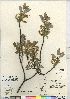  (Salix raupii - CCDB-23308-C03)  @11 [ ] CreativeCommons - Attribution (2014) CBG Photography Group Centre for Biodiversity Genomics