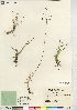  (Podagrostis aequivalvis - CCDB-23325-A09)  @11 [ ] CreativeCommons - Attribution (2014) CBG Photography Group Centre for Biodiversity Genomics