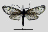  (Illiberis wuzhiensis - MOBE156)  @11 [ ] by-nc-sa (2020) B. Mollet Unspecified