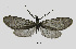 (Goe tarmanni - MOBE1_257)  @11 [ ] by-nc-sa (2020) B. Mollet Unspecified