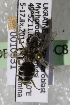  (Andrena UKR01 - CCDB-15264-C8)  @11 [ ] CreativeCommons - Attribution Non-Commercial Share-Alike (2012) Packer Collection York University York University