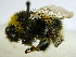  ( - SHMEL-A09)  @13 [ ] Copyright (2011) Timofey V. Levchenko State Darwin museum
