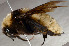  ( - SHMEL-G11)  @14 [ ] Copyright (2011) Yury N. Danilov Institute of Systematic and Ecology of Animals SB RAS