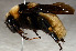 ( - SHMEL-G12)  @13 [ ] Copyright (2011) Yury N. Danilov Institute of Systematic and Ecology of Animals SB RAS