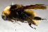  ( - SHMEL-H01)  @13 [ ] Copyright (2011) Yury N. Danilov Institute of Systematic and Ecology of Animals SB RAS
