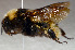  ( - SHMEL-H02)  @13 [ ] Copyright (2011) Yury N. Danilov Institute of Systematic and Ecology of Animals SB RAS