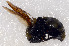  ( - SHMEL-H04)  @12 [ ] Copyright (2011) Yury N. Danilov Institute of Systematic and Ecology of Animals SB RAS