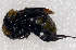  ( - SHMEL-H05)  @12 [ ] Copyright (2011) Yury N. Danilov Institute of Systematic and Ecology of Animals SB RAS