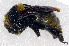  ( - SHMEL-H06)  @13 [ ] Copyright (2011) Yury N. Danilov Institute of Systematic and Ecology of Animals SB RAS