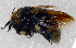  ( - SHMEL-H09)  @13 [ ] Copyright (2011) Yury N. Danilov Institute of Systematic and Ecology of Animals SB RAS