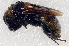  ( - SHMEL-H10)  @13 [ ] Copyright (2011) Yury N. Danilov Institute of Systematic and Ecology of Animals SB RAS
