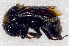  ( - SHMEL-H11)  @13 [ ] Copyright (2011) Yury N. Danilov Institute of Systematic and Ecology of Animals SB RAS