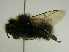  (Bombus cryptarum - PCHELA-C10)  @13 [ ] Copyright (2010) Timofey Levchenko Unspecified