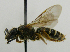  ( - PCHELA-F09)  @11 [ ] Copyright (2010) Timofey Levchenko Unspecified