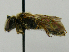  (Halictus RUS02 - PCHELA-F12)  @11 [ ] Copyright (2010) Timofey Levchenko Unspecified