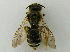  ( - PCHELA-F12)  @11 [ ] Copyright (2010) Timofey Levchenko Unspecified