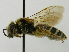  (Halictus RUS03 - PCHELA-G03)  @13 [ ] Copyright (2010) Timofey Levchenko Unspecified