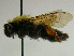 ( - PCHELA-H01)  @11 [ ] Copyright (2010) Timofey Levchenko Unspecified