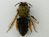  ( - PCHELA-H01)  @11 [ ] Copyright (2010) Timofey Levchenko Unspecified