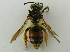  (Andrena rufizona - PCHELA-H06)  @11 [ ] Copyright (2010) Timofey Levchenko Unspecified