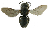  ( - PCHELA-H09)  @11 [ ] Copyright (2010) Timofey Levchenko Unspecified