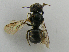  ( - PCHELA-H11)  @12 [ ] Copyright (2010) Timofey Levchenko Unspecified