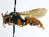  (Nomada pulchra - SHMELa-A10)  @13 [ ] Copyright (2011) Timofey V. Levchenko State Darwin museum