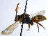  (Nomada trapeziformis - SHMELa-A11)  @13 [ ] Copyright (2011) Timofey V. Levchenko State Darwin museum