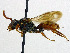  ( - SHMELa-B07)  @13 [ ] Copyright (2011) Timofey V. Levchenko State Darwin museum