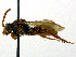  ( - SHMELa-C03)  @13 [ ] Copyright (2011) Timofey V. Levchenko State Darwin museum