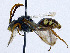  ( - SHMELa-C06)  @13 [ ] Copyright (2011) Timofey V. Levchenko State Darwin museum