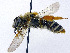  ( - SHMELa-C07)  @14 [ ] Copyright (2011) Timofey V. Levchenko State Darwin museum