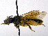  (Andrena gelriae - SHMELa-D09)  @14 [ ] Copyright (2011) Timofey V. Levchenko State Darwin museum