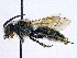  ( - SHMELa-F01)  @14 [ ] Copyright (2011) Timofey V. Levchenko State Darwin museum