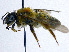  (Andrena varians - SHMELa-F04)  @11 [ ] Copyright (2011) Timofey V. Levchenko State Darwin museum