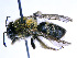  ( - SHMELa-F06)  @11 [ ] Copyright (2011) Timofey V. Levchenko State Darwin museum