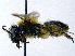  ( - SHMELa-G02)  @13 [ ] Copyright (2011) Timofey V. Levchenko State Darwin museum