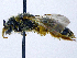  ( - SHMELb-B04)  @13 [ ] Copyright (2011) Timofey V. Levchenko State Darwin museum