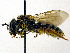 ( - SHMELb-B08)  @11 [ ] Copyright (2011) Timofey V. Levchenko State Darwin museum
