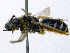  (Halictus sp - SHMELb-C01)  @13 [ ] Copyright (2011) Timofey V. Levchenko State Darwin museum