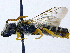  (Halictus compressus - SHMELb-C03)  @13 [ ] Copyright (2011) Timofey V. Levchenko State Darwin museum