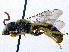  (Halictus simplex - SHMELb-C11)  @15 [ ] Copyright (2011) Timofey V. Levchenko State Darwin museum