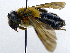  ( - SHMELb-F12)  @13 [ ] Copyright (2011) Timofey V. Levchenko State Darwin museum