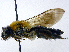  ( - SHMELb-G01)  @13 [ ] Copyright (2011) Timofey V. Levchenko State Darwin museum